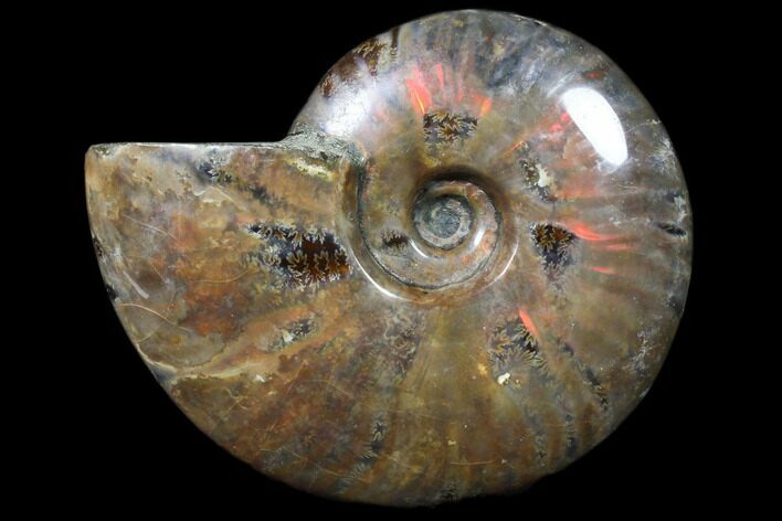 Flashy Red Iridescent Ammonite - Wide #81852